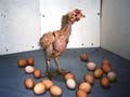 egglaying.jpg